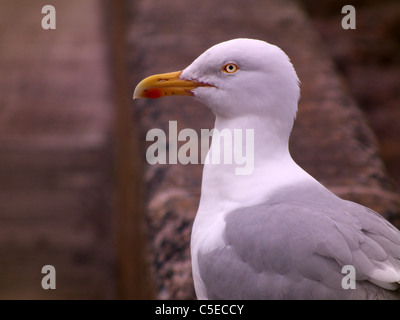 St Abbs Harbour, Berwickshire. La Scozia. Close up di un gabbiano sul parcheggio parete. Foto Stock