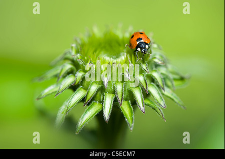 Close-up immagine di una sette-spot Coccinella - Coccinella septempunctata su la gemma di un viola coneflower - Echinacea purpurea Foto Stock