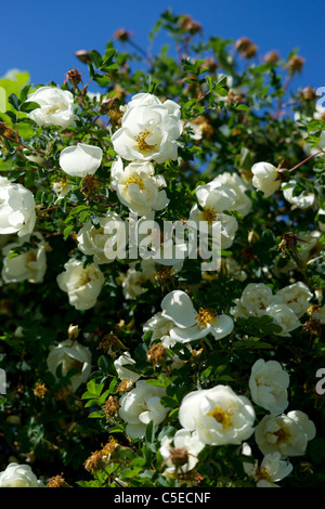 Rosa rugosa in fiore Foto Stock