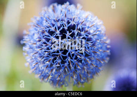 Echinops ritro veitchs. Globe thistle fiori in un giardino inglese Foto Stock