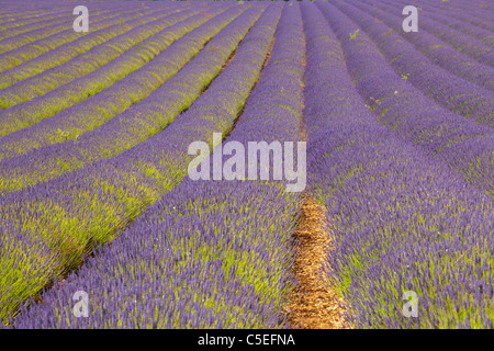 Filari di piante di lavanda a snowshill Fattoria di Lavanda cotswolds Inghilterra uk gb eu europe Foto Stock