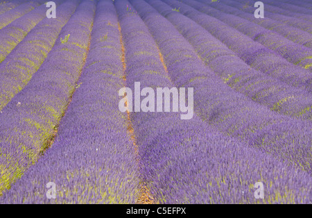 lavanda inglese in file in un campo di piante di lavanda a attrazione turistica Snowshill lavanda fattoria cotswolds inghilterra uk gb europa Foto Stock