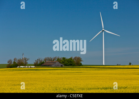 Un elettrico wind farm con canola field vicino San Leon, Manitoba, Canada. Foto Stock
