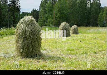 Balle di fieno in un fresco campo rasata Foto Stock