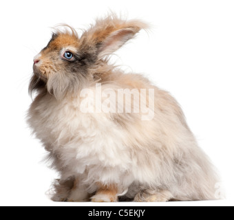 Inglese il coniglio d'Angora davanti a uno sfondo bianco Foto Stock