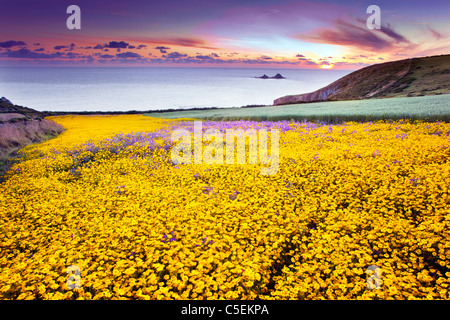 Fattoria Boscregan; Corn Le calendule; Chrysanthemum segetum;e viola del Viper Bugloss; Echium plantagineum; vicino a Sennen; Cornovaglia Foto Stock