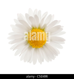 Daisy, Bellis perennis, di fronte a uno sfondo bianco Foto Stock