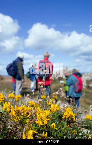 Dyer's Greenweed; Genista Tinctoria; gruppo su una passeggiata botanica; Lizard; Cornovaglia Foto Stock