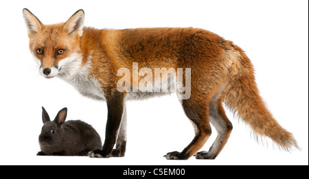 Red Fox, Vulpes vulpes, 4 anni, giocare con un coniglio di fronte a uno sfondo bianco Foto Stock