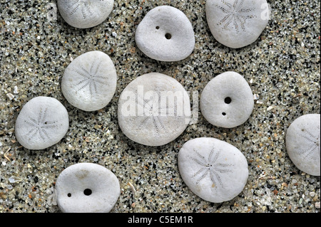 Il segnale di PEA urchin / verde ricci (Echinocyamus pusillus) lavato sulla spiaggia Foto Stock