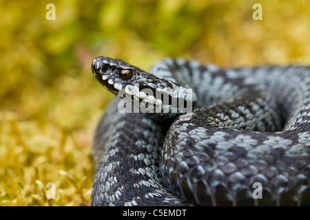 Politica europea comune in materia di sommatore / viper (Vipera berus) avvolto a ricciolo in stridente pongono, colore grigio fase, Svezia Foto Stock