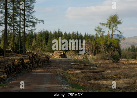 La registrazione ad albero su altezze Claife, forestale che si affaccia sul Lago di Windermere, Parco Nazionale del Distretto dei Laghi, Cumbria, England Regno Unito Foto Stock