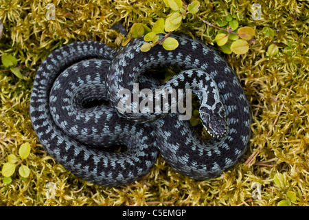 Politica europea comune in materia di sommatore / viper (Vipera berus) avvolto a ricciolo in stridente pongono, colore grigio fase, Svezia Foto Stock