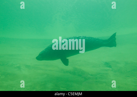 Guarnizione comune / Harbour guarnizione (Phoca vitulina) subacquea Immersioni Foto Stock