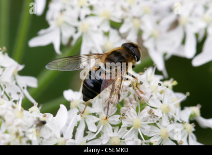Honeybee femmina mimare Hoverfly o Dronefly, Eristalis tenax, Syrphidae, Diptera. Foto Stock