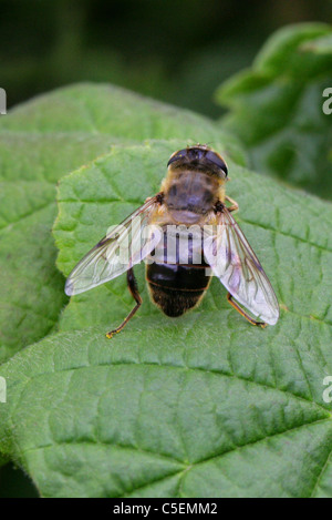 Honeybee femmina mimare Hoverfly o Dronefly, Eristalis tenax, Syrphidae, Diptera. Foto Stock