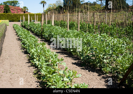 Fava 'Bunyard Mostra dell', 'Aquadulce Claudia', 'Masterpiece verde lunga' Pod e giardino piselli, Pisum sativum Foto Stock