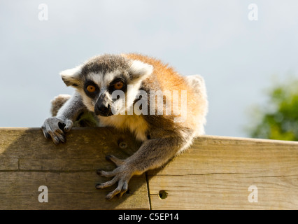 Lemure Ring-Tailed a Whipsnade Wild Animal Park, Inghilterra, Gran Bretagna, Regno Unito Foto Stock