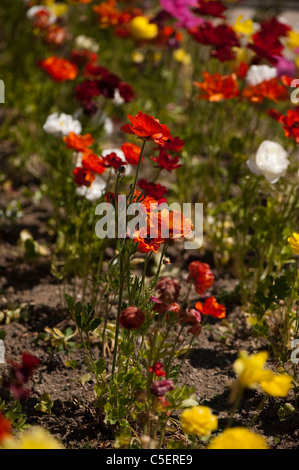 Letto di miscelati vivacemente colorato Ranunculus in fiore Foto Stock