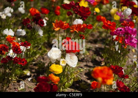 Letto di miscelati vivacemente colorato Ranunculus in fiore Foto Stock