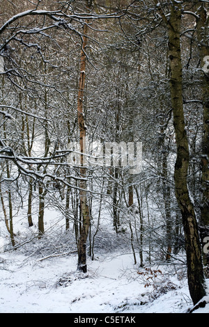 Coperta di neve alberi e rami da un sentiero su di una giornata invernale e nel bosco Alderley Edge cheshire england Foto Stock