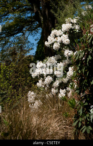 White rododendri in fiore a Lost Gardens of Heligan in Cornovaglia, England, Regno Unito Foto Stock