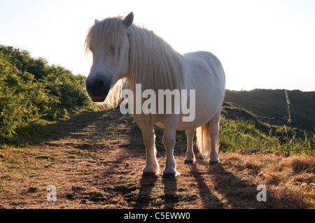 Pony Shetland far pascolare sul punto Chynhalls Coverack Cornwall Inghilterra REGNO UNITO Foto Stock