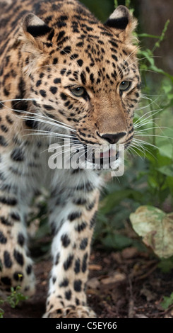 Femmina di Amur leopard camminando verso la telecamera Foto Stock