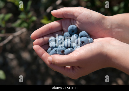 Donna di mano azienda appena raccolto i mirtilli Foto Stock