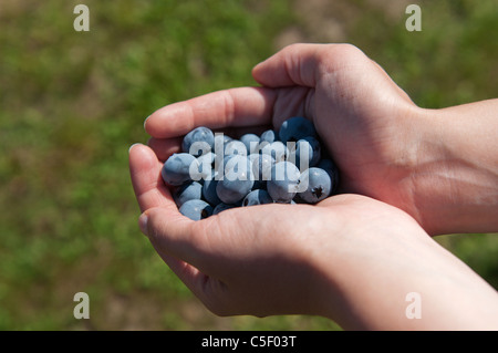 Donna di mano azienda appena raccolto i mirtilli Foto Stock