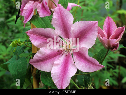 La clematide "Ooh La La' rosa strisce striato giardino di piante vegetali scalatore scalatori fiore fiori Foto Stock