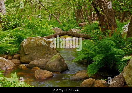 Cascate fiume, andalusia, parco naturale foresta, Los Alcornocales, San Carlos del Tiradero, ambiente Foto Stock