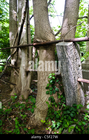 Dopo molti anni, un vecchio cimitero di ferro recinzione è inghiottito da tronchi d'albero. Foto Stock