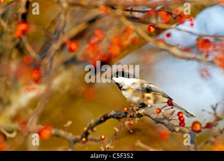 Nero-capped Luisa (Poecile atricapillus) appollaiato su un albero crabapple Foto Stock