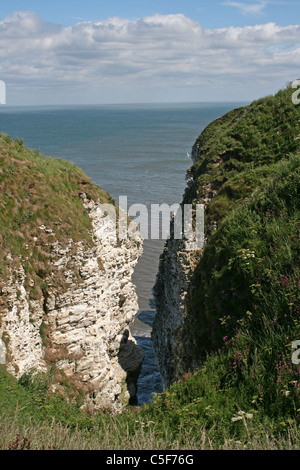 La nidificazione degli uccelli marini scogliere a Bempton Cliffs RSPB Riserva, East Yorkshire, Regno Unito Foto Stock