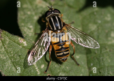 Hoverfly Helophilus pendulus presi in Lincolnshire, Regno Unito Foto Stock