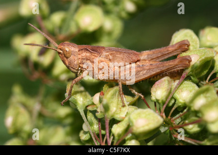 Campo Grasshopper Chorthippus brunneus ninfa, Lincolnshire, Regno Unito Foto Stock