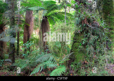 Fiocco cade Trail, Mt Aspiring National Park, Isola del Sud, Nuova Zelanda Foto Stock