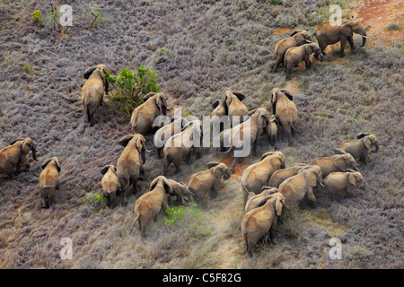 Vista aerea dell'elefante africano (Loxodonta africana) in Kenya. Foto Stock