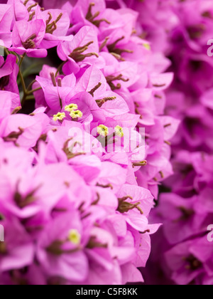 Vista ingrandita di rosa fiori di bouganvillea... Foto Stock