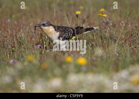 Grande cuculo maculato (Clamator glandarius) Foto Stock