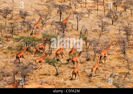 Vista aerea del traliccio Giraffe (Giraffa camelopardalis reticulata) in Kenya.