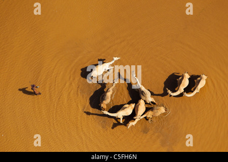 Vista aerea di cammelli(Camelus dromedarius) nel deserto Chalbi. Kenya Foto Stock