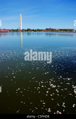 Washington DC Cherry Blossom con il Monumento di Washington sul lago Foto Stock