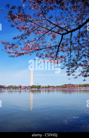 Washington DC Cherry Blossom con il Monumento di Washington sul lago Foto Stock