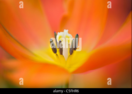 Orange Tulip - Tulipa Foto Stock