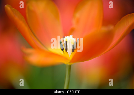 Orange Tulip - Tulipa Foto Stock