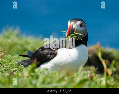 Puffini, Fratercula arctica, con l'erba per nidificare. Regno Unito Foto Stock