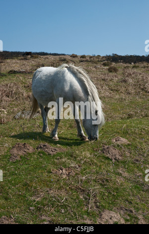 Un lungo verticale shot shot se un bianco Dartmoor pony di pascolare su erba di primavera Foto Stock