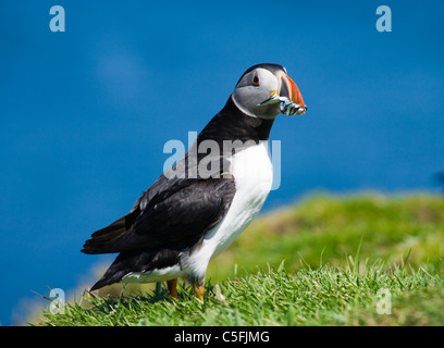 Puffin con pesce per giovani, Fratercula arctica, UK. Foto Stock